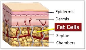 FAT CELLS