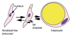 Increasing size of fat cell
